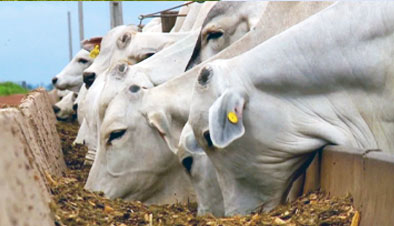 Animal Nutrition Solutions - BNF LLC